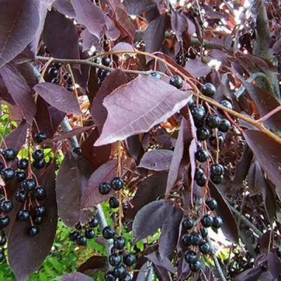 Черемуха виргинская ШУБЕРТ в Молодечно