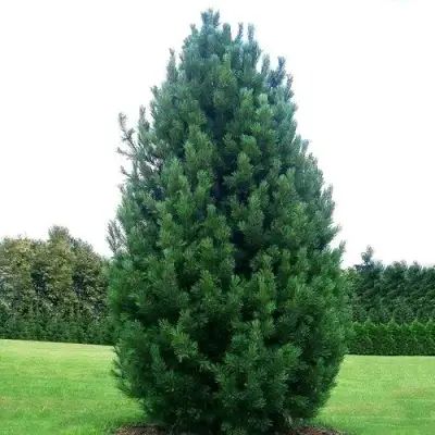 Сосна кедровая европейская в Молодечно