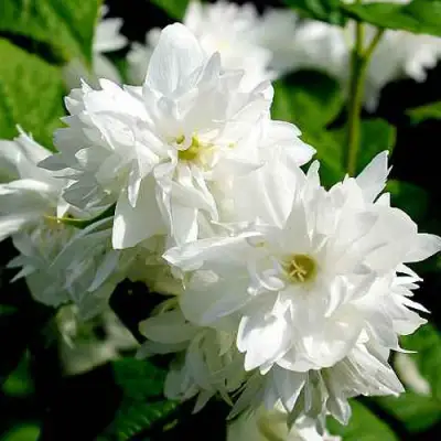 Жасмин ДАМ БЛАНШ в Молодечно