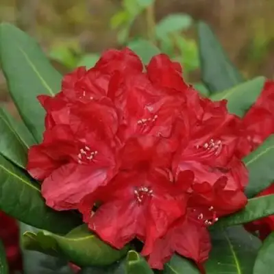 Рододендрон БУЗУКИ в Молодечно