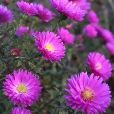 Астра КАРМИНКУППЕЛЬ в Молодечно