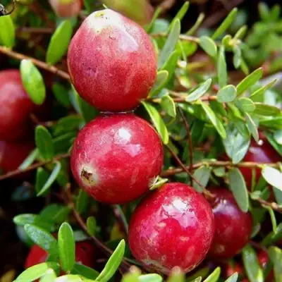 Клюква СТИВЕНС в Молодечно