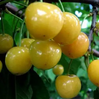 Черешня РОССОШАНСКАЯ ЗОЛОТАЯ в Молодечно
