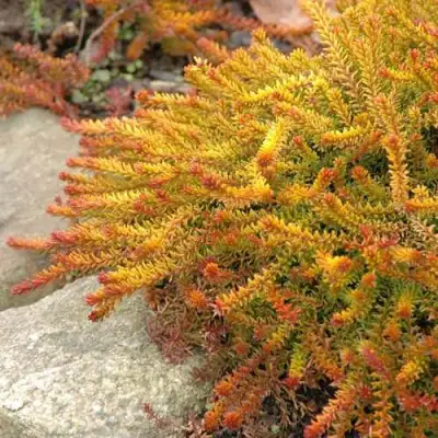 Водяника БЕРНШТЕЙН черная в Молодечно