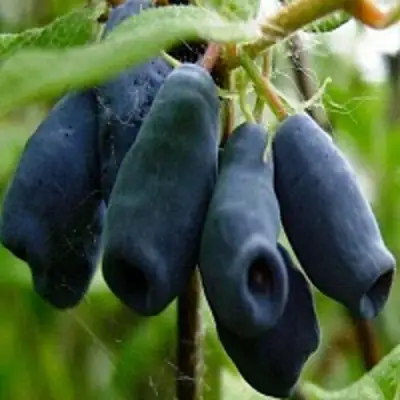 Жимолость съедобная НАРЫМСКАЯ в Молодечно