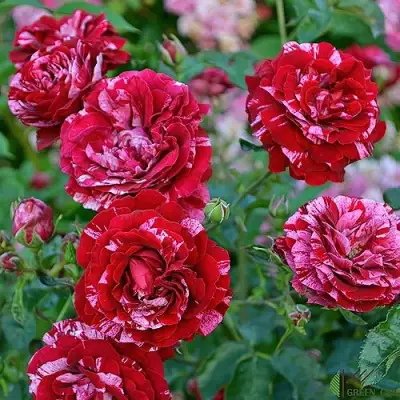 Роза ДИП ИМПРЕШН флорибунда в Молодечно