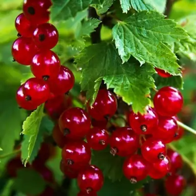 Смородина красная РОЛАН в Молодечно