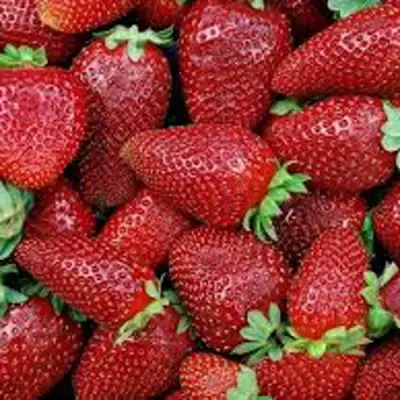 Клубника СКАЛА в Молодечно