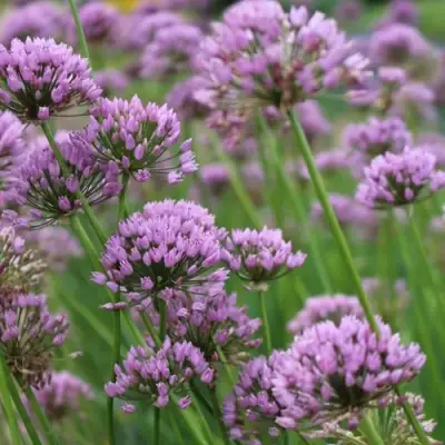 Лук угловатый в Молодечно