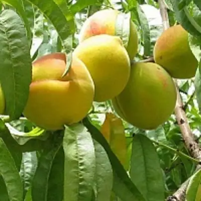 Персик СЕЯНЕЦ СТАРКА в Молодечно