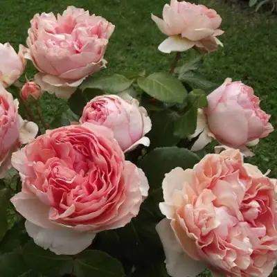 Роза ФИЛИНГ чайно-гибридная в Молодечно