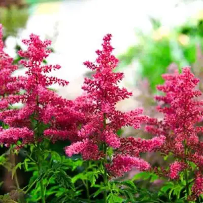 Астильба ЮНИК КАРМИН гибридная в Молодечно