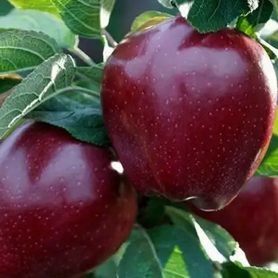 Яблоня РЕД ЧИФ в Молодечно