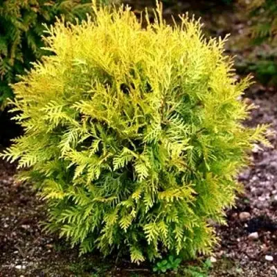 Туя ГЛОБОЗА АУРЕА западная в Молодечно