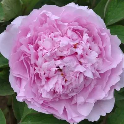 Пион ПРОЗРАЧНАЯ РОСА древовидный в Молодечно