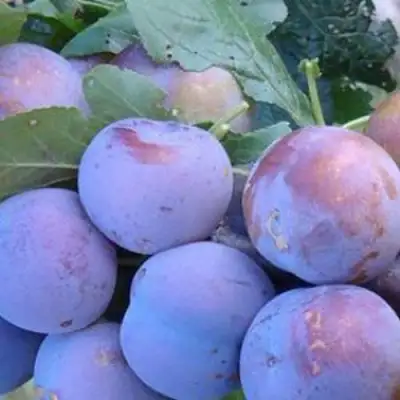 Слива НАГРАДА НЕМАНСКАЯ в Молодечно