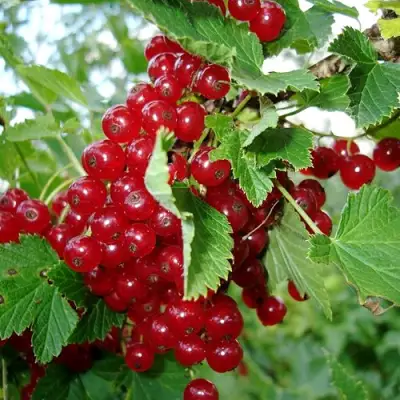 Смородина красная ГОЛЛАНДСКАЯ КРАСНАЯ в Молодечно