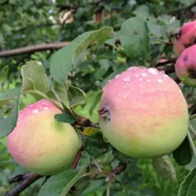 Яблоня УТРО в Молодечно