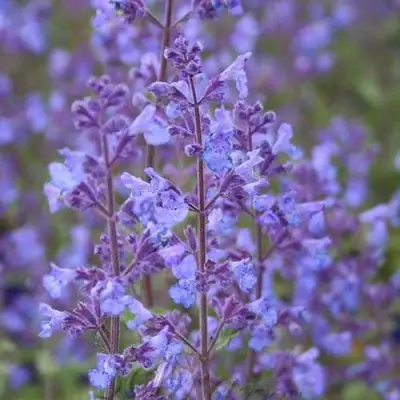 Котовник КИТ КЭТ фассена в Молодечно