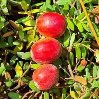 Клюква БАИН 6 в Молодечно