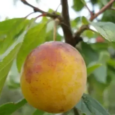 Слива ЯХОНТОВАЯ в Молодечно