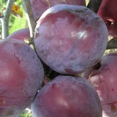 Слива ПАННА в Молодечно