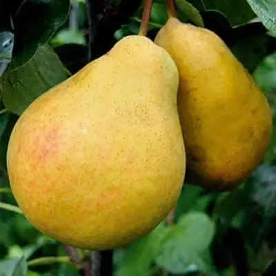 Груша ВЕЛИКАЯ ЛЕТНЯЯ (БОЛЬШАЯ ЛЕТНЯЯ) в Молодечно