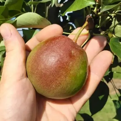 Груша КУПАЛА в Молодечно