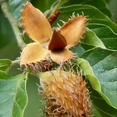 Бук обыкновенный в Молодечно