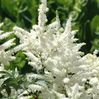 Астильба ХЭППИ ДЕЙ Арендса в Молодечно