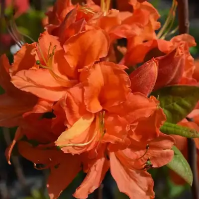 Азалия МАНДАРИН ЛАЙТС листопадная в Молодечно