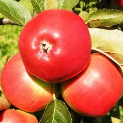 Яблоня СЯБРЫНА в Молодечно