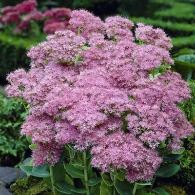 Очиток (седум) БРИЛЛИАНТ в Молодечно