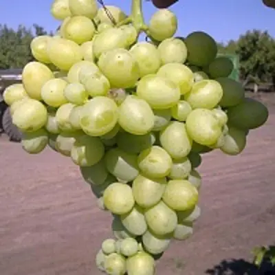 Виноград АРКАДИЯ в Молодечно