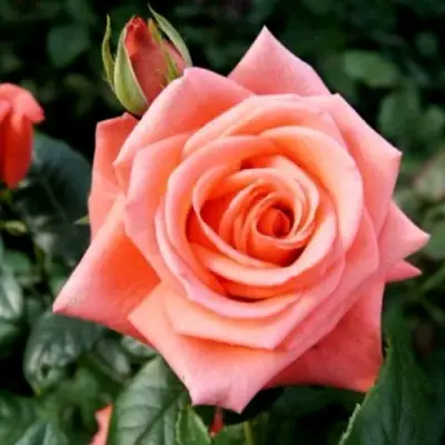 Роза ВАУ чайно-гибридная в Молодечно