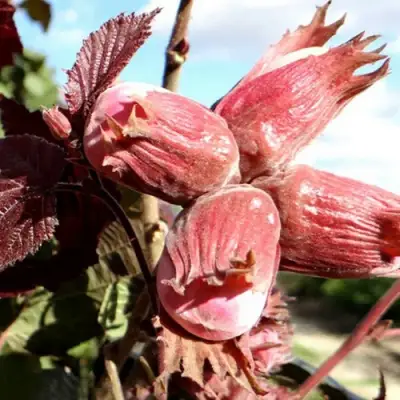 Фундук АЛЫЙ ПАРУС в Молодечно