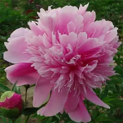 Пион ГОЛУБАЯ ХРИЗАНТЕМА травянистый в Молодечно