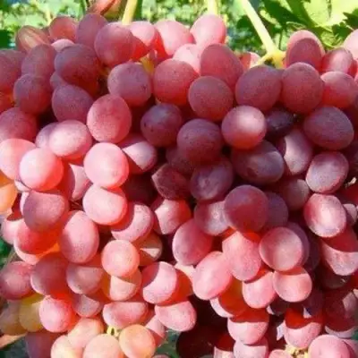 Виноград КИШМИШ КРАСНЫЙ в Молодечно
