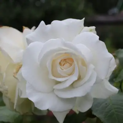 Роза АНАСТАСИЯ чайно-гибридная в Молодечно