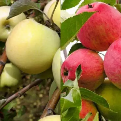 Комплект ЯБЛОЧНЫЙ ТАНДЕМ в Молодечно