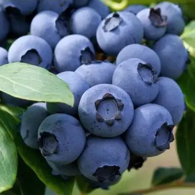 Голубика СПАРТАН в Молодечно