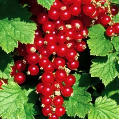 Смородина красная РЕД ЛЕЙК в Молодечно