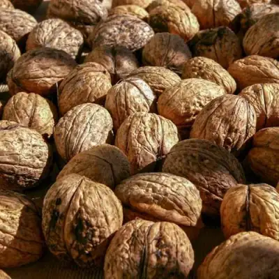 Грецкий орех ПИНСКИЙ в Молодечно