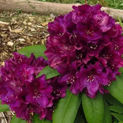 Рододендрон ПОЛАРНАХТ в Молодечно