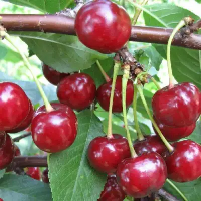 Вишня ТУРГЕНЕВКА в Молодечно