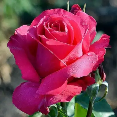 Роза ВИЕН РОУЗ чайно-гибридная в Молодечно