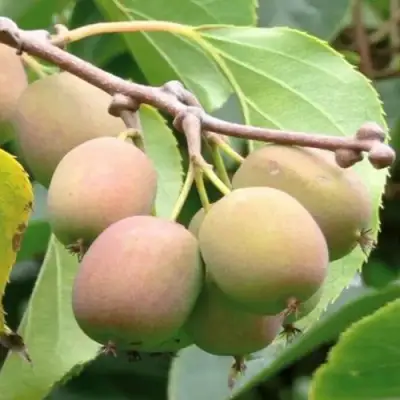 Актинидия ГИБРИДНАЯ КОЛБАСИНОЙ в Молодечно