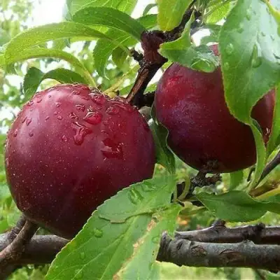 Слива КЛЕОПАТРА в Молодечно