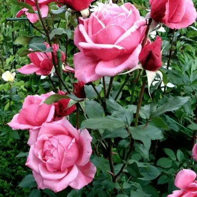 Роза ЭЙФЕЛЕВА БАШНЯ чайно-гибридная в Молодечно