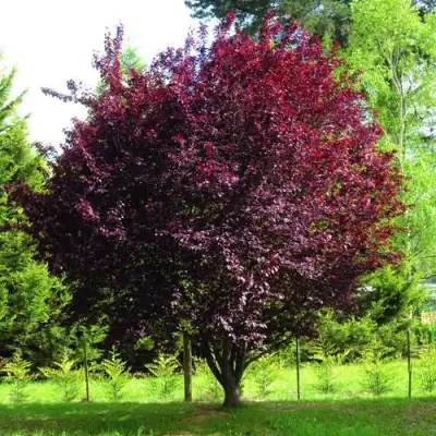 Слива НИГРА растопыреная в Молодечно